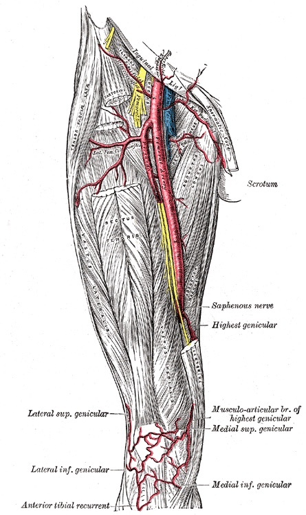 Figure 11. The femoral artery and profunda femoris descending the thigh, with the saphenous nerve accompanying the vessels in the adductor (subsartorial, Hunter’s) canal and the descending genicular branches at the knee. Gray’s Anatomy (1918), Plate 550, public domain, via Wikimedia Commons.
