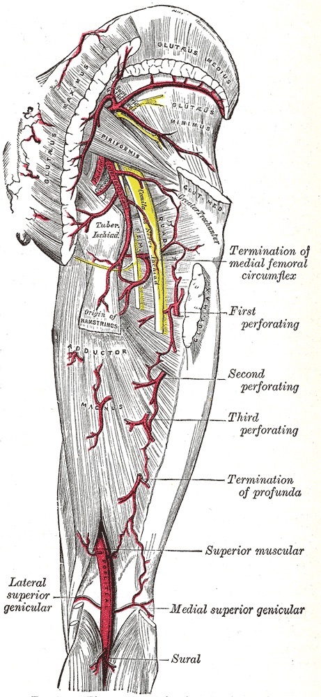 Figure 12. Arteries of the gluteal region and back of the thigh: the profunda femoris with its first, second and third perforating branches, the medial femoral circumflex artery, and the sciatic nerve (shown in yellow) descending the posterior compartment. Gray’s Anatomy (1918), Plate 544, public domain, via Wikimedia Commons.